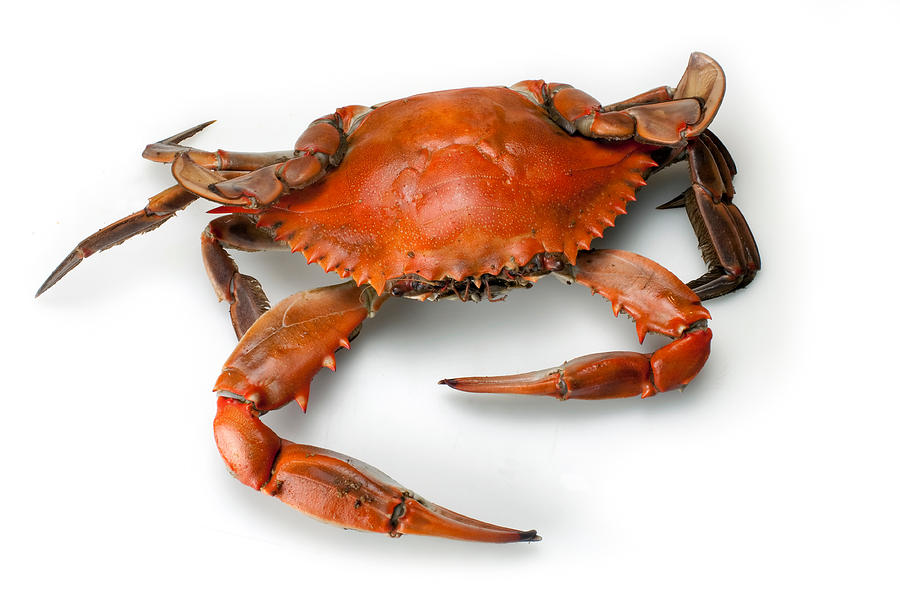 Blue Crab Single top view Isolated on White Background Photograph by Okrad