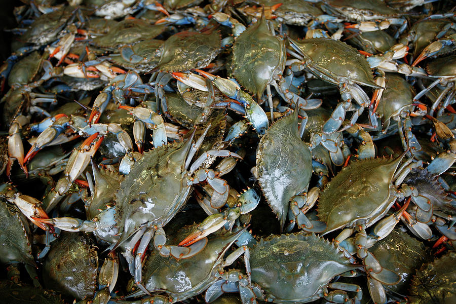 Blue Crabs At The Fish Market Photograph by Chris Pinchbeck - Fine Art ...