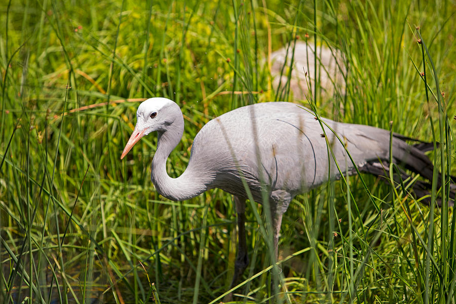 Blue Crane at the International Crane Foundation 2 Photograph by Natural Focal Point Photography