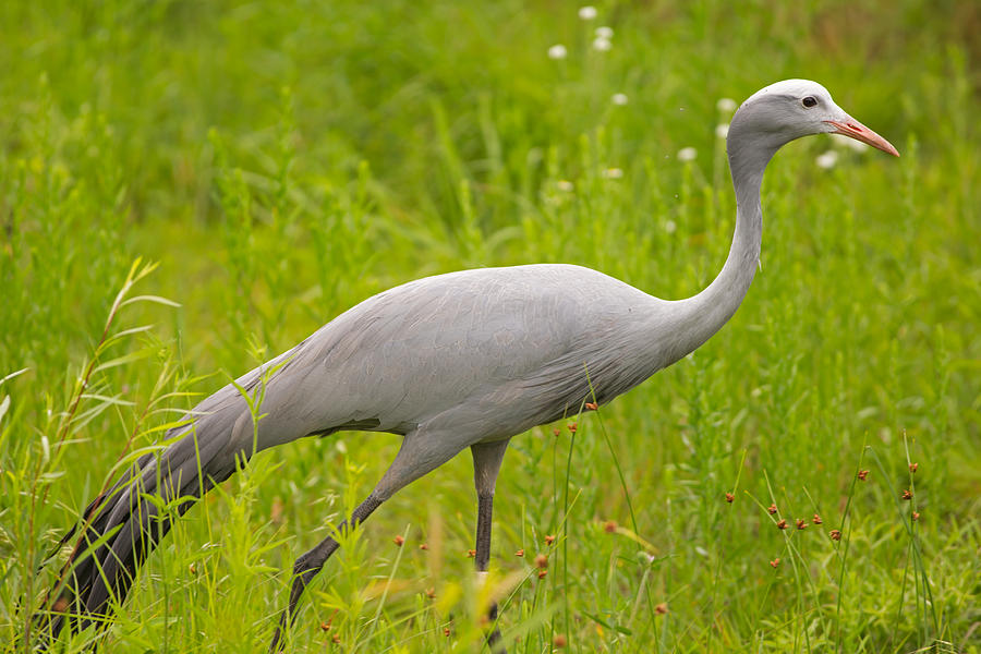 Blue Crane at the International Crane Foundation 3 Photograph by Natural Focal Point Photography