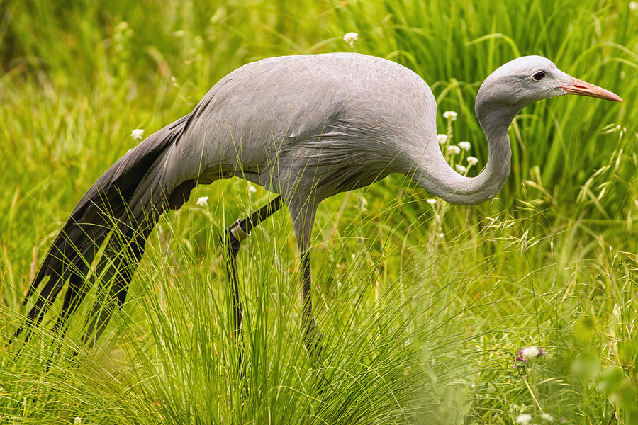 Blue Crane at the International Crane Foundation 4 Photograph by Natural Focal Point Photography