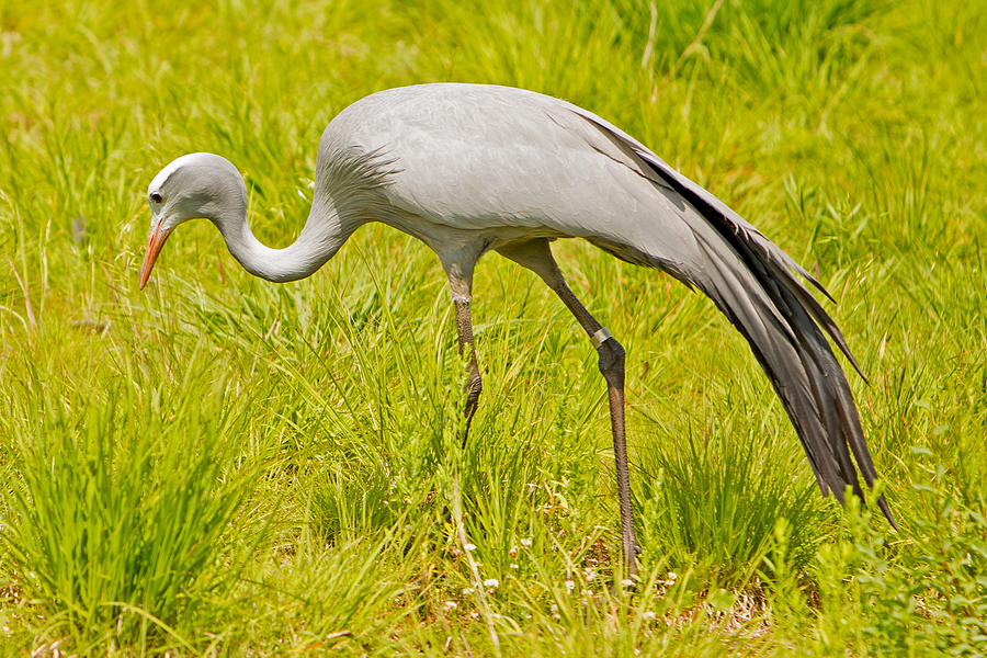 Blue Crane at the International Crane Foundation in Wisconsin Photograph by Natural Focal Point Photography