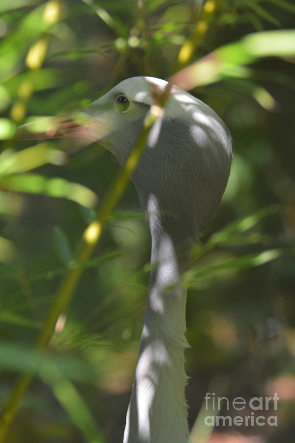 Blue Crane hiding in bamboo Photograph by Paul Davenport