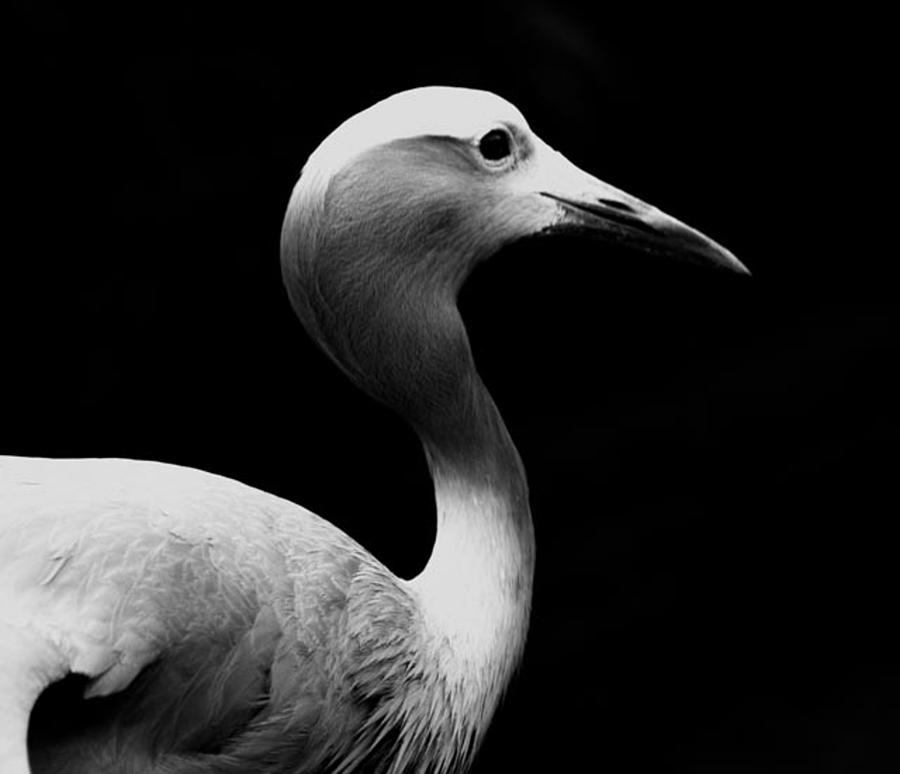 Blue Crane Photograph by Terry Matysak - Fine Art America