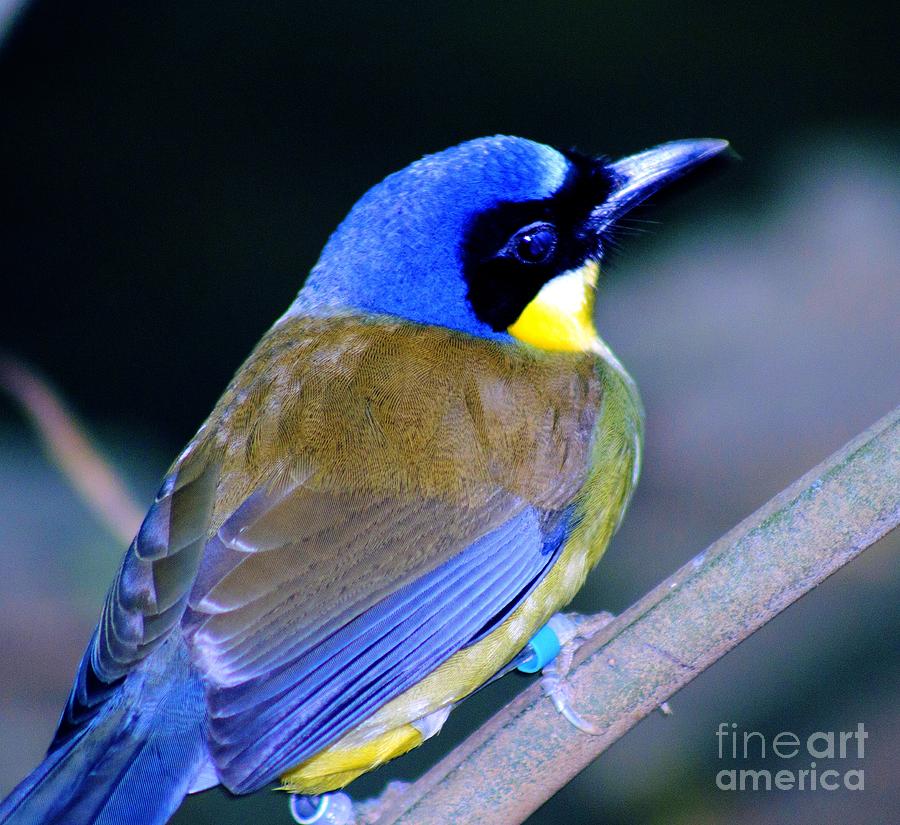Blue Crowned Laughing Thrush Photograph by Steven Parker
