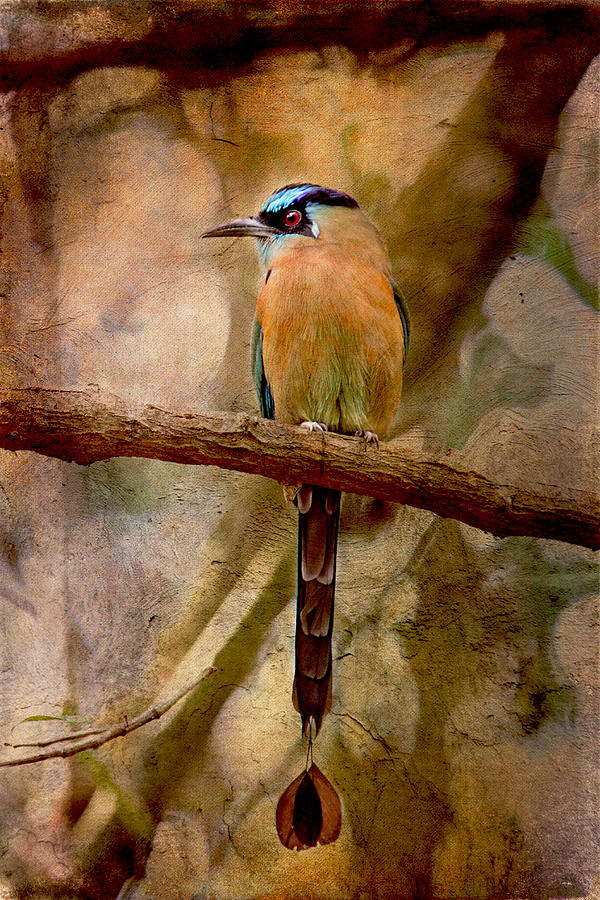 Wildlife Photograph - Blue Crowned Motmot by Peggy Collins