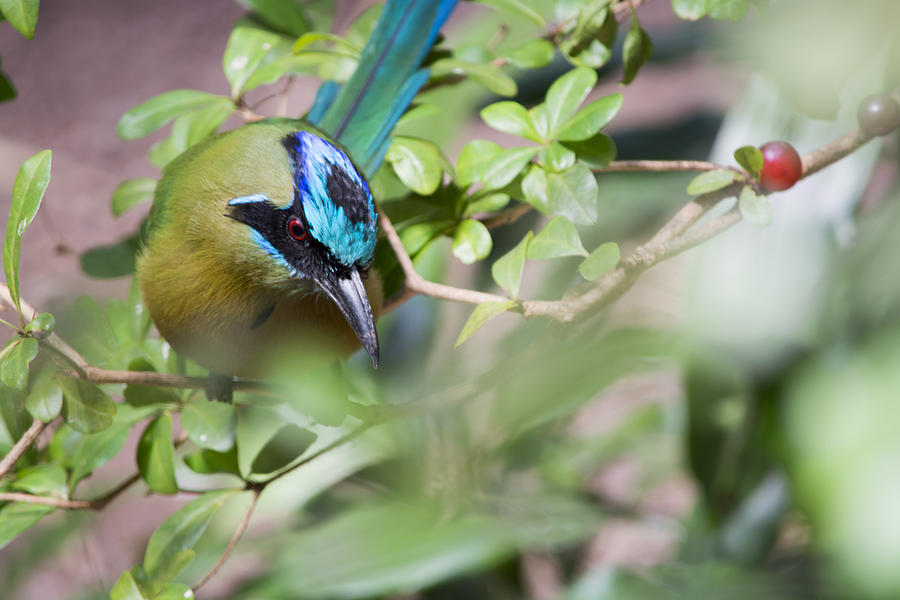 Blue-Crowned Motmot Photograph by Rebecca Sherman