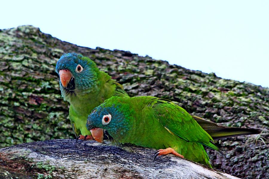 Parakeet Photograph - Blue-crowned Parakeet pair by Ira Runyan