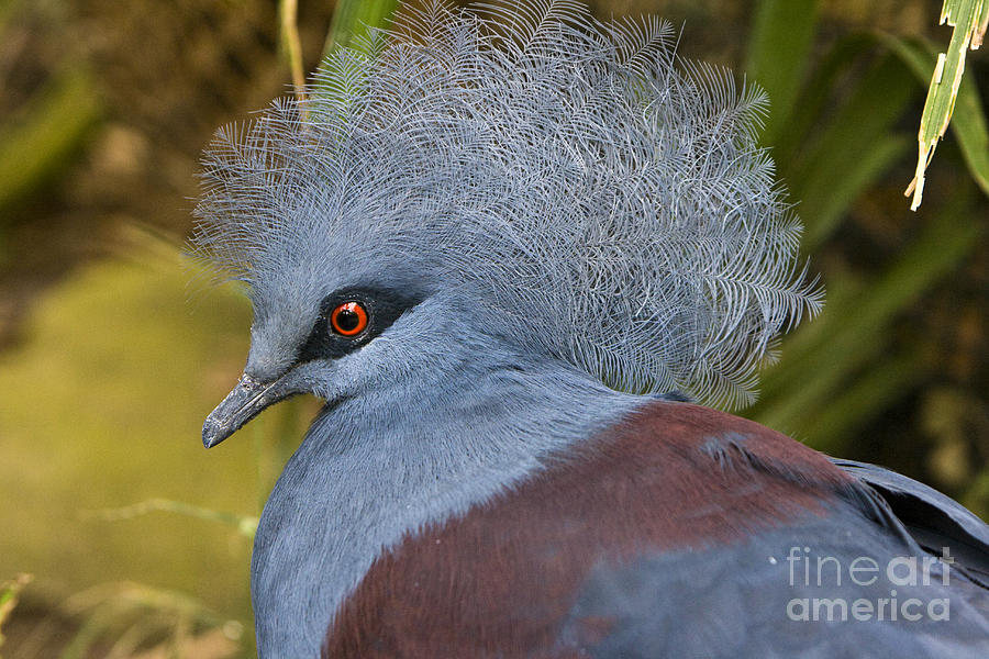 Blue-Crowned Pigeon Photograph by David Millenheft