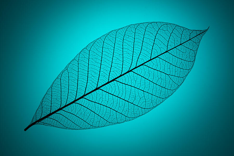 Blue Cyan Toned Leaf Vein Photograph by MirageC