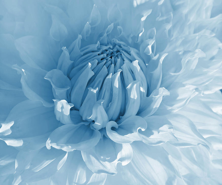 Blue Dahlia Flower Macro Photograph by Jennie Marie Schell
