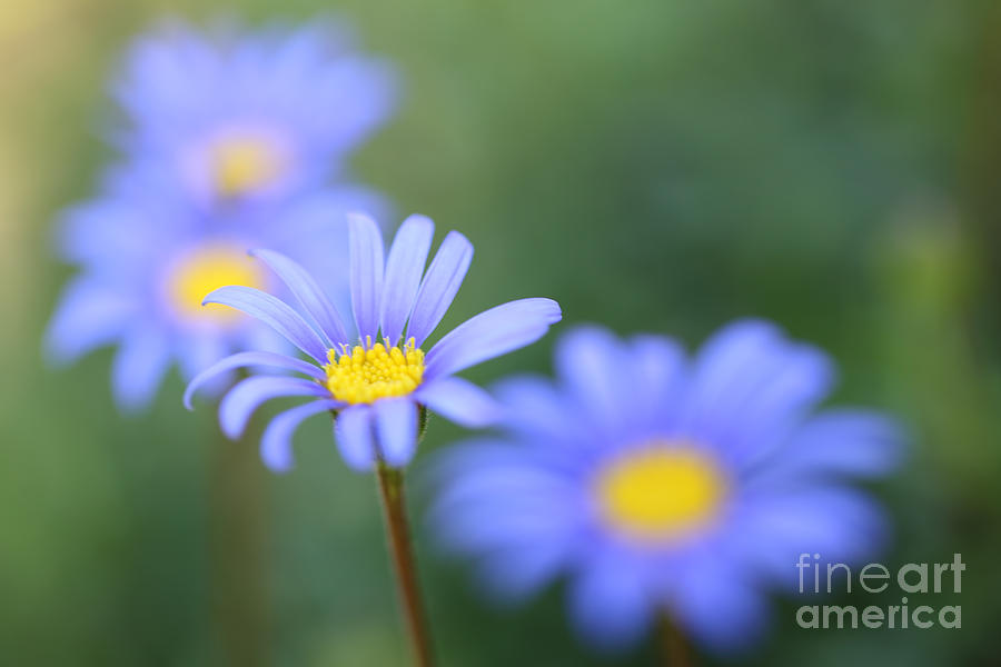 Daisy Photograph - Blue daisies by LHJB Photography