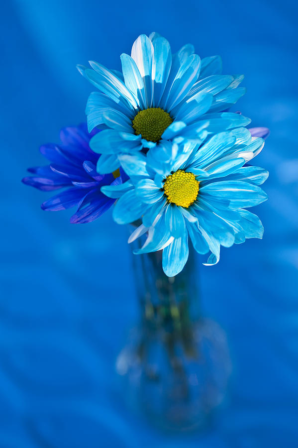 Daisies In Vase  #2 Photograph by Jim Corwin