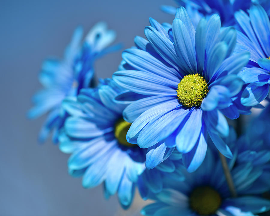 Blue Daisies By Jody Trappe Photography