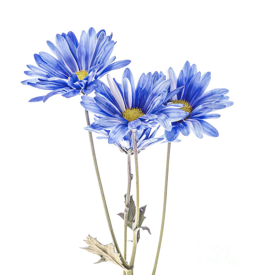Blue daisies on white Photograph by Vishwanath Bhat