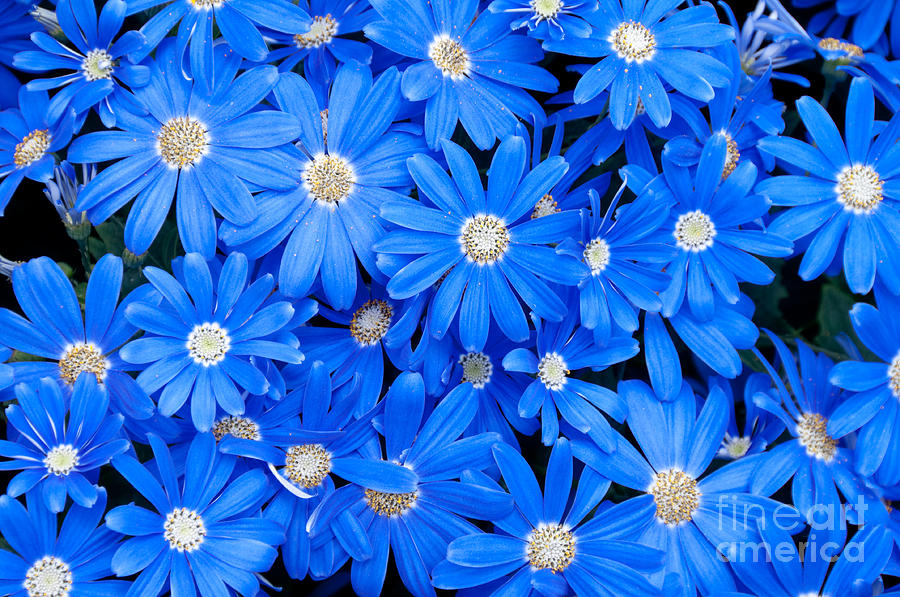 Blue Daisies Photograph by Oscar Gutierrez