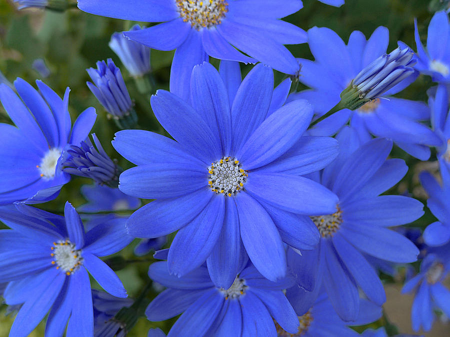 Blue Daisies Photograph by Richard Reeve