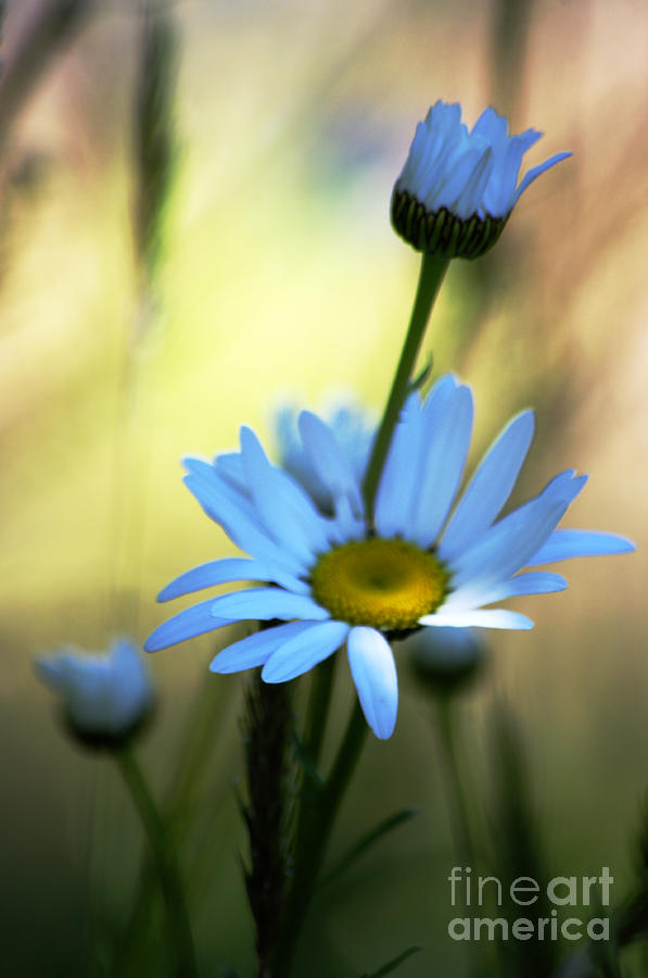 Blue Daisy Photograph by Adria Trail