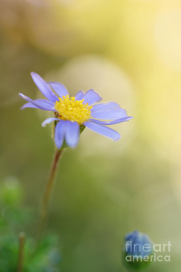 Blue Daisy At A Soft Colored Background Photograph By Lhjb Photography