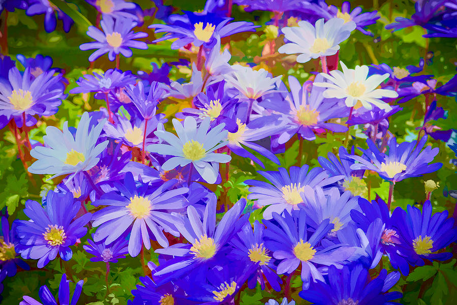 Blue Daisy Spring Photograph by Ken Stanback