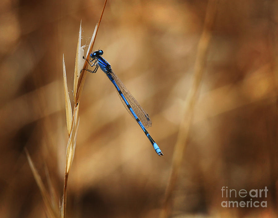 Blue Damsel Photograph by Robert Woodward
