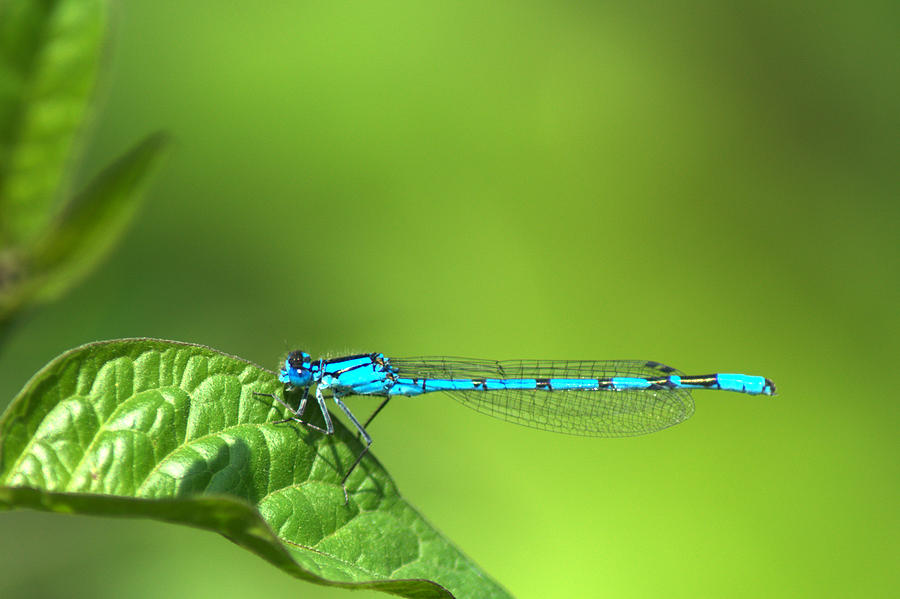 Blue Damselfly Photograph by Chris Day
