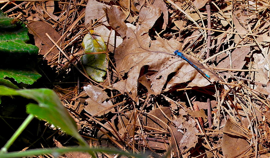 Blue Damselfly In Native Habitat Photograph by Michele Myers
