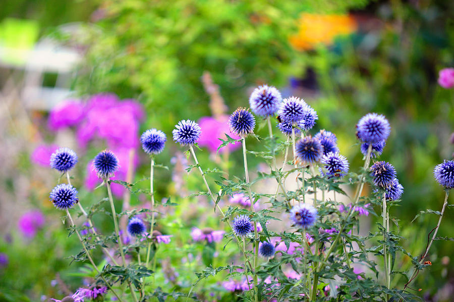 Blue Dance of the Plants Photograph by Jenny Rainbow - Fine Art America