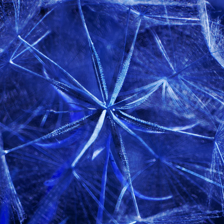 Blue Dandelion Photograph by James Eddy