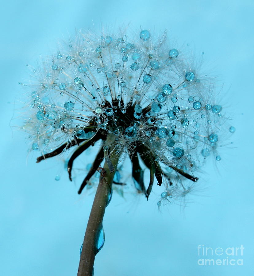 Blue Dandelion Wish Photograph by Krissy Katsimbras