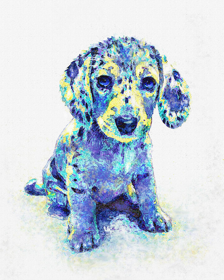 Blue Dapple Dachshund Puppy Digital Art by Jane Schnetlage