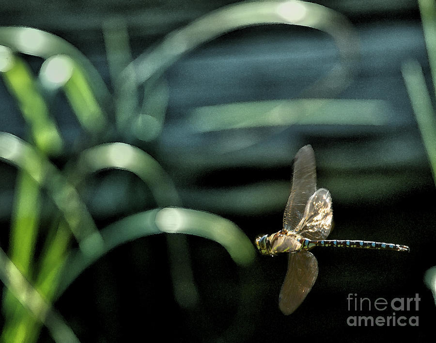 Blue Darner Dragonfly and Reeds Photograph by Belinda Greb