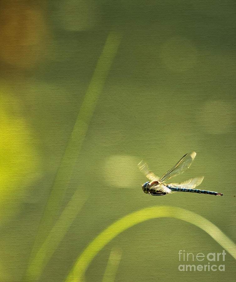 Blue Darner Dragonfly - Green Water and Light Photograph by Belinda Greb