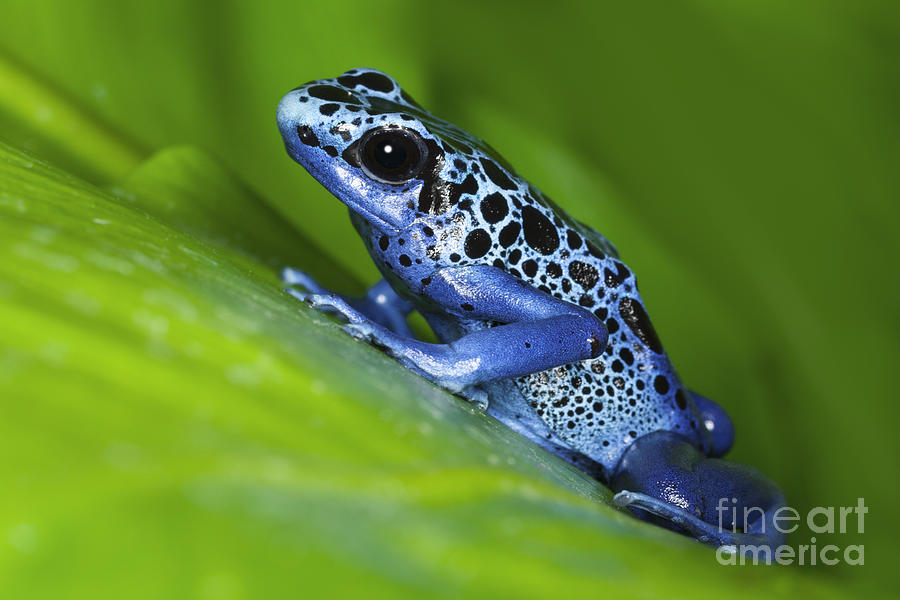 Blue Dart Frog Photograph by Dennis Flaherty