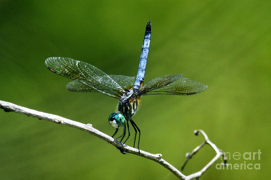 Blue Darter Dragonfly Photograph by Butch Lombardi