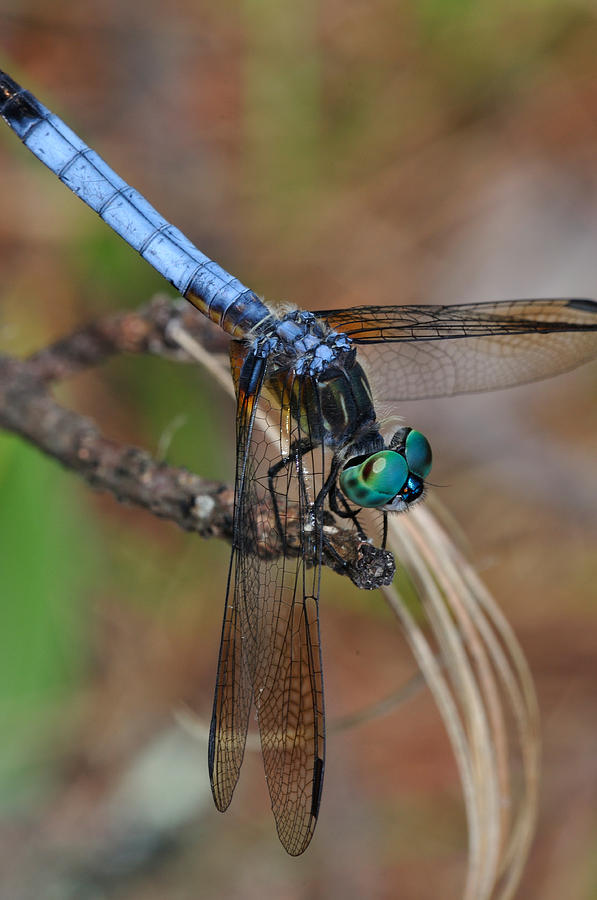 Dragonfly Photograph - Blue Dasher 2 by J Scott Davidson