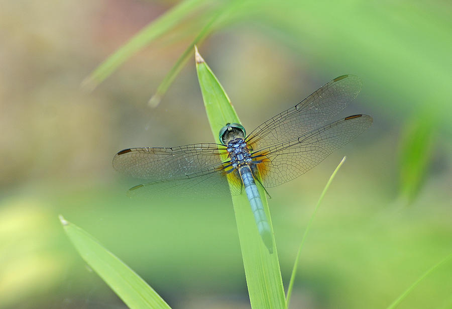 Insects Photograph - Blue Dasher by Bill Morgenstern