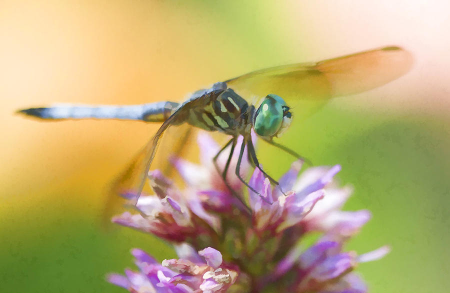 Blue Dasher Dragonfly Digital Watercolor Photograph by Kathy Clark