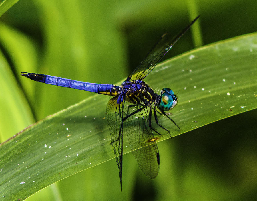 Blue Dasher Photograph by Christopher Perez