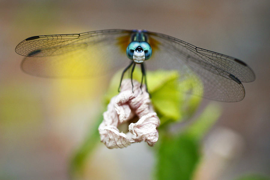 Blue Dasher Dragonfly Photograph