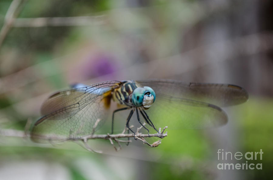 Blue Dasher Dragonfly Photograph by Donna Brown
