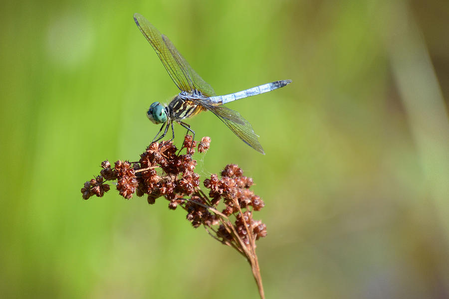 Blue Dasher Dragonfly Photograph by Jeanne May