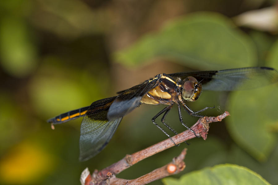 Blue Dasher Dragonfly Photograph by Jonathan Davison