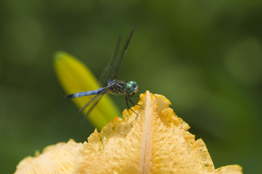 Blue Dasher Dragonfly on Peachy Daylily Photograph by Kathy Clark