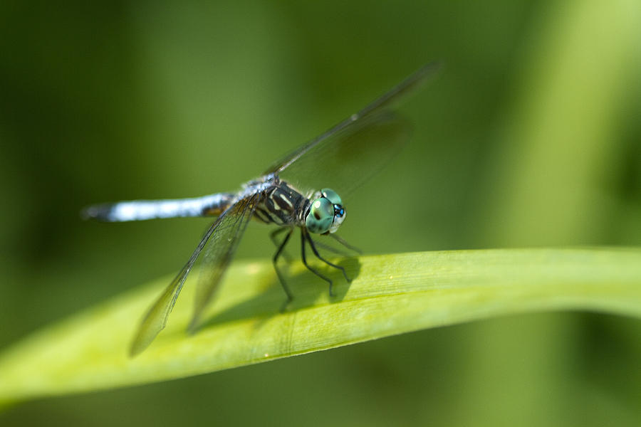 Blue Dasher Dragonfly - pachydiplax longipennis Photograph by Kathy Clark