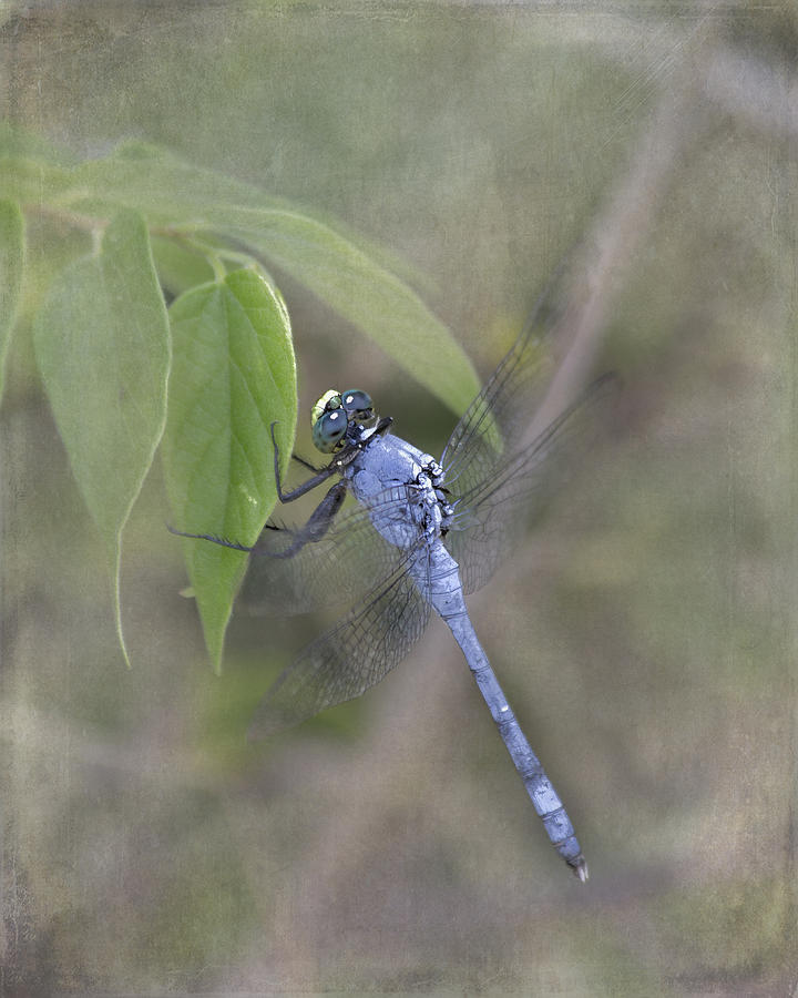 Blue Dasher Photograph - Blue Dasher Dragonfly by TN Fairey Blue Dasher Photograph - Blue Dasher Dragonfly by TN Fairey