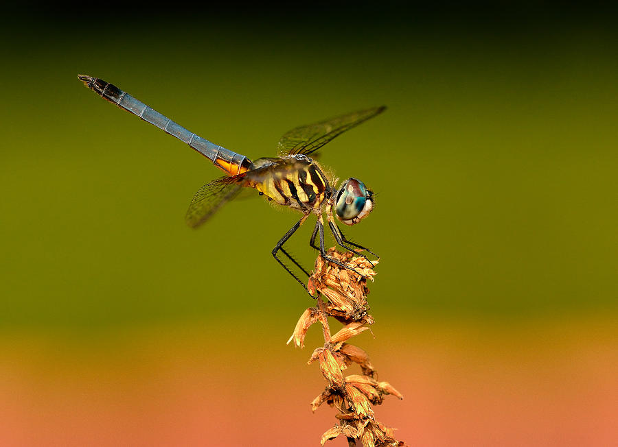 Flower Photograph - Blue Dasher Dragonfly by William Jobes