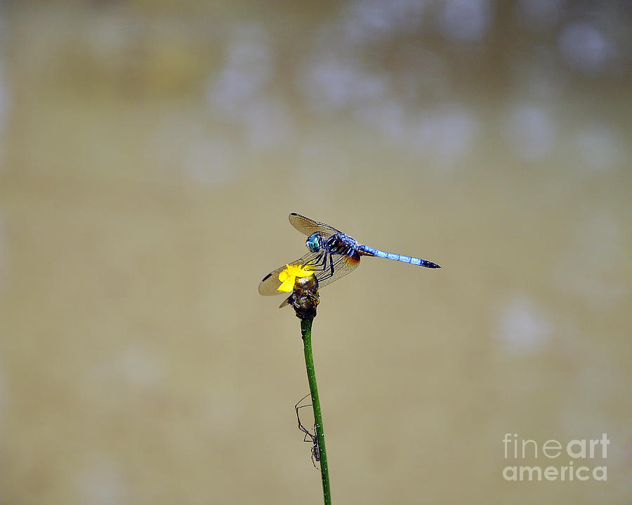 Blue Dasher Male Photograph by Al Powell Photography USA