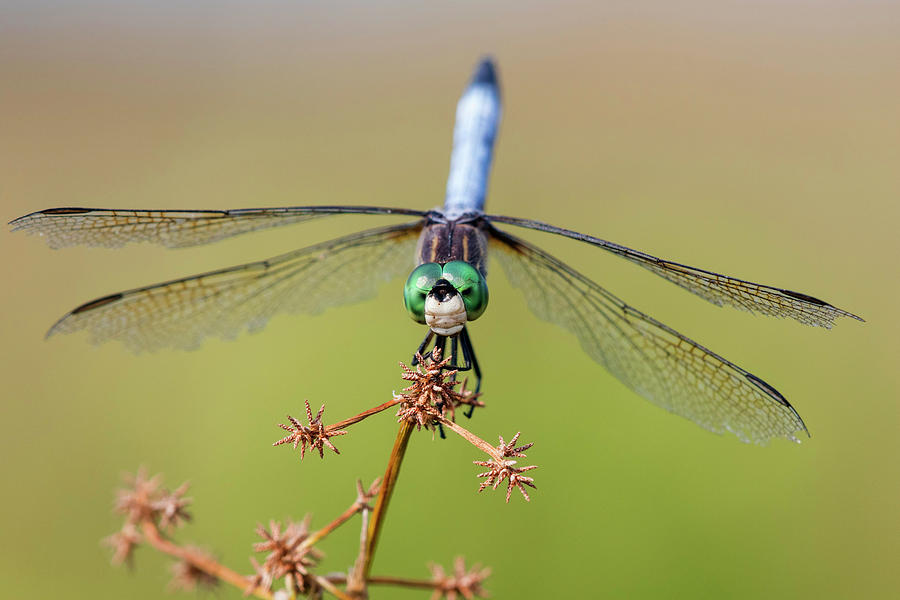 Blue Dasher Photograph - Blue Dasher Male In Wetland Marion by Richard and Susan Day