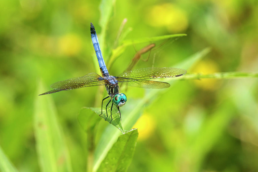 Alighting Photograph - Blue Dasher Male Obelisking, Marion by Richard and Susan Day
